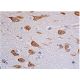 p-ERK 1/2 Antibody (pT202/pY204.22A) - Immunohistochemistry - Image 347978