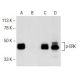 western blotting image from recommended p-ERK (E-4) monoclonal antibody replacement. Image 141729