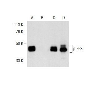western blotting image from recommended p-ERK (E-4) monoclonal antibody replacement. Image 141729