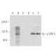 western blotting image from recommended p-ERK 5 (1.T218/Y220) monoclonal antibody replacement. Image 93565