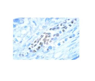 p ERK Antibody E 4 SCBT Santa Cruz Biotechnology