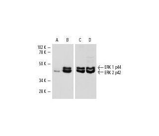 p ERK Antibody E 4 SCBT Santa Cruz Biotechnology