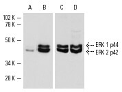 p-ERK Antibody (E-4) | SCBT - Santa Cruz Biotechnology