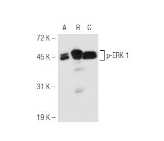 p ERK Antibody E 4 SCBT Santa Cruz Biotechnology