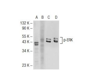 p ERK Antibody E 4 SCBT Santa Cruz Biotechnology