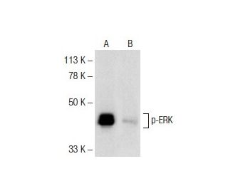 p ERK Antibody E 4 SCBT Santa Cruz Biotechnology