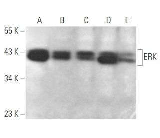 p ERK Antibody E 4 SCBT Santa Cruz Biotechnology