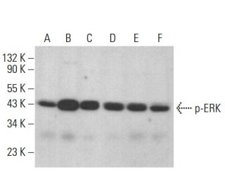 p-ERK Antibody (E-4) - Western Blotting - Image 383055 