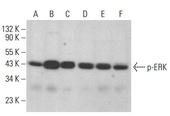 Anti P Erk Antibody E 4 Scbt Santa Cruz Biotechnology