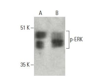 p ERK Antibody E 4 SCBT Santa Cruz Biotechnology