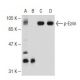 p-Ezrin Antibody (G-7) - Western Blotting - Image 109535