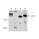 western blotting image from recommended p-Fyn (D-1) monoclonal antibody replacement. Image 289917
