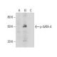 p-GATA4 Antibody (H-4) - Western Blotting - Image 285819