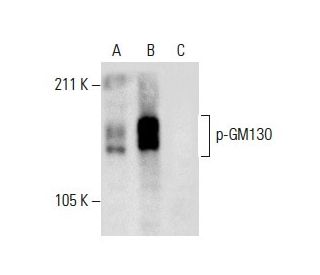 p-GM130 Antibody (C-11) - Western Blotting - Image 287924