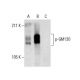 p-GM130 Antibody (C-11) - Western Blotting - Image 287924