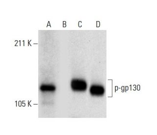 p-CD130/gp130 Antibody (A-12) - Western Blotting - Image 303520 