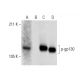 p-CD130/gp130 Antibody (D-6) - Western Blotting - Image 303519 