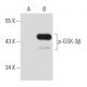 p-GSK-3β Antibody (2D3) - Western Blotting - Image 42985 