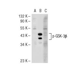 p-GSK-3&beta; Antibody (2D3) - Western Blotting - Image 55350 