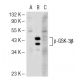 p-GSK-3β Antibody (2D3) - Western Blotting - Image 55350 