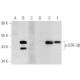 p-GSK-3β Antibody (2D3) - Western Blotting - Image 82598