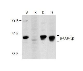 western blotting image from recommended p-GSK3 beta (F-2) monoclonal antibody replacement. Image 148686