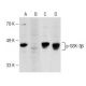 This polyclonal antibody has been discontinued. See our recommended <a href="p-gsk-3beta-antibody-f-2">p-GSK3 beta (F-2)</a> monoclonal antibody (sample data shown). western blotting image from recommended p-GSK3 beta (F-2) monoclonal antibody replacement. Image 148686
