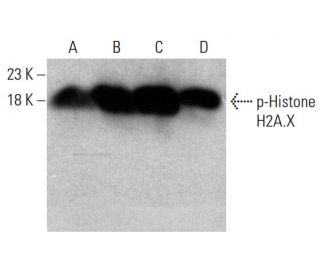 p-Histone H2A.X Antibody (Ser 139) - Western Blotting - Image 384037