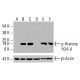 p-Histone H2A.X Antibody (Ser 139) - Western Blotting - Image 416470 