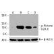 p-Histone H2A.X Antibody (Ser 139) - Western Blotting - Image 416471