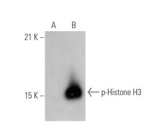 p-Histone H3 Antibody (HTA28) - Western Blotting - Image 349171 