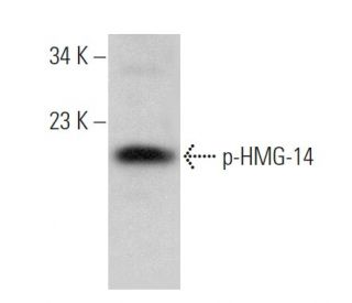 p-HMG-14 Antibody (91.Ser 21) - Western Blotting - Image 378663