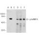 p-hnRNP K Antibody (H-5) - Western Blotting - Image 146927