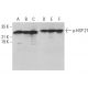 western blotting image from recommended p-HSP 27 (B-3) monoclonal antibody replacement. Image 377112
