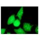p-NFKBIA/IkB alpha Antibody (B-9) - Immunofluorescence - Image 160128 