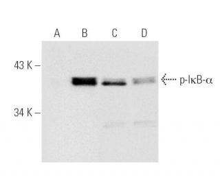 Stressvol verlies Binnenwaarts p-NFKBIA/IkB alpha Antibody (B-9) | SCBT - Santa Cruz Biotechnology