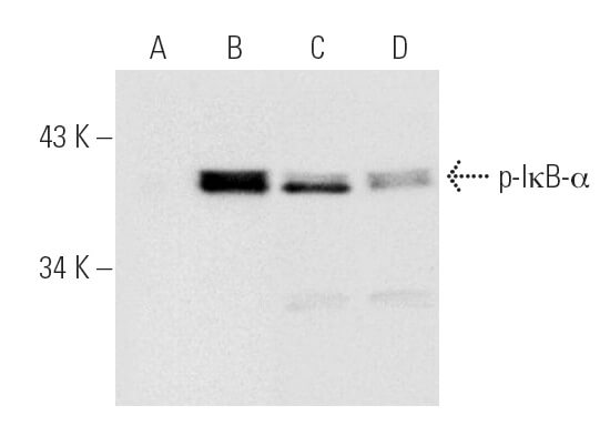 p-NFKBIA/IkB alpha Antibody (B-9) | SCBT - Santa Cruz Biotechnology