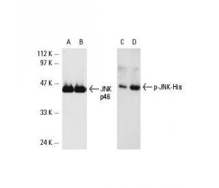 p-JNK Antibody (G-7) | SCBT - Santa Cruz Biotechnology