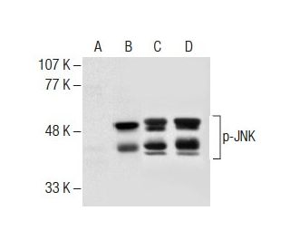 p-JNK Antibody (G-7) | SCBT - Santa Cruz Biotechnology