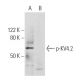 p-KV4.2 Antibody (A-5) - Western Blotting - Image 290732