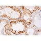 p-KV4.2 Antibody (A-5) - Western Blotting - Image 384639 
