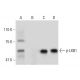 p-LKB1 Antibody (C-1) - Western Blotting - Image 132641 