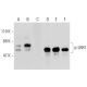 p-LKB1 Antibody (C-1) - Western Blotting - Image 132881