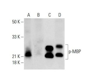 p-MBP Antibody (D-11) - Western Blotting - Image 143391 