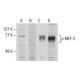 p-MEF-2 Antibody (B-11) - Western Blotting - Image 281413