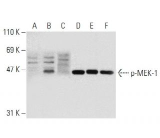 p-MEK-1 Antibody (47.Ser 222) - Western Blotting - Image 136021