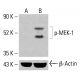 p-MEK-1 Antibody (B-4) - Western Blotting - Image 414158