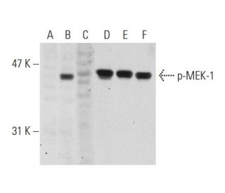 western blotting image from recommended p-MEK-1 (B-4) monoclonal antibody replacement. Image 131064