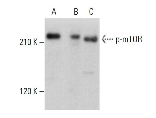 フルドド様 p-mTOR Antibody (59.Ser 2448) | SCBT - Santa Cruz Biotechnology