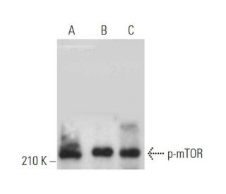 western blotting image from recommended p-mTOR (59.Ser 2448) monoclonal antibody replacement. Image 374900